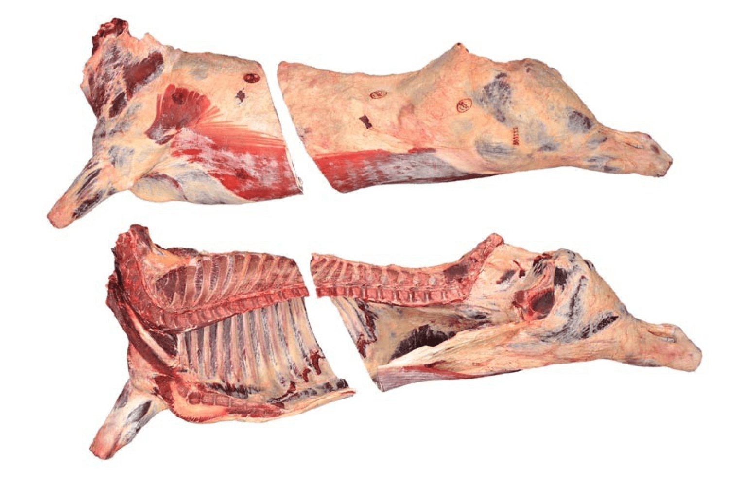 Говяжья кость распиленная. Кости задней четвертины говядины. Мясо туша полутуша четвертина. Туша полутуша четвертина.